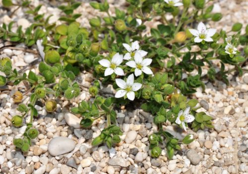 Arenaria Leucadia